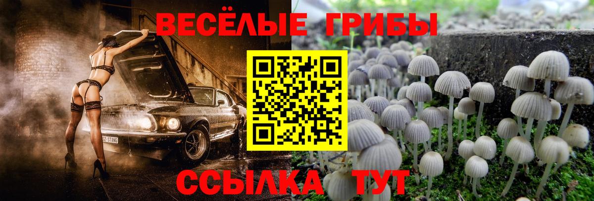 Псилоцибиновые грибы Psilocybe Маркс